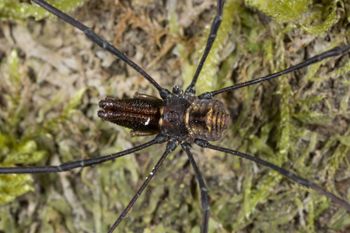 Media type: image;   Invertebrate Zoology 133443